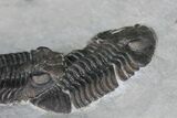 Double Eldredgeops Trilobite Specimen - New York #12235-3